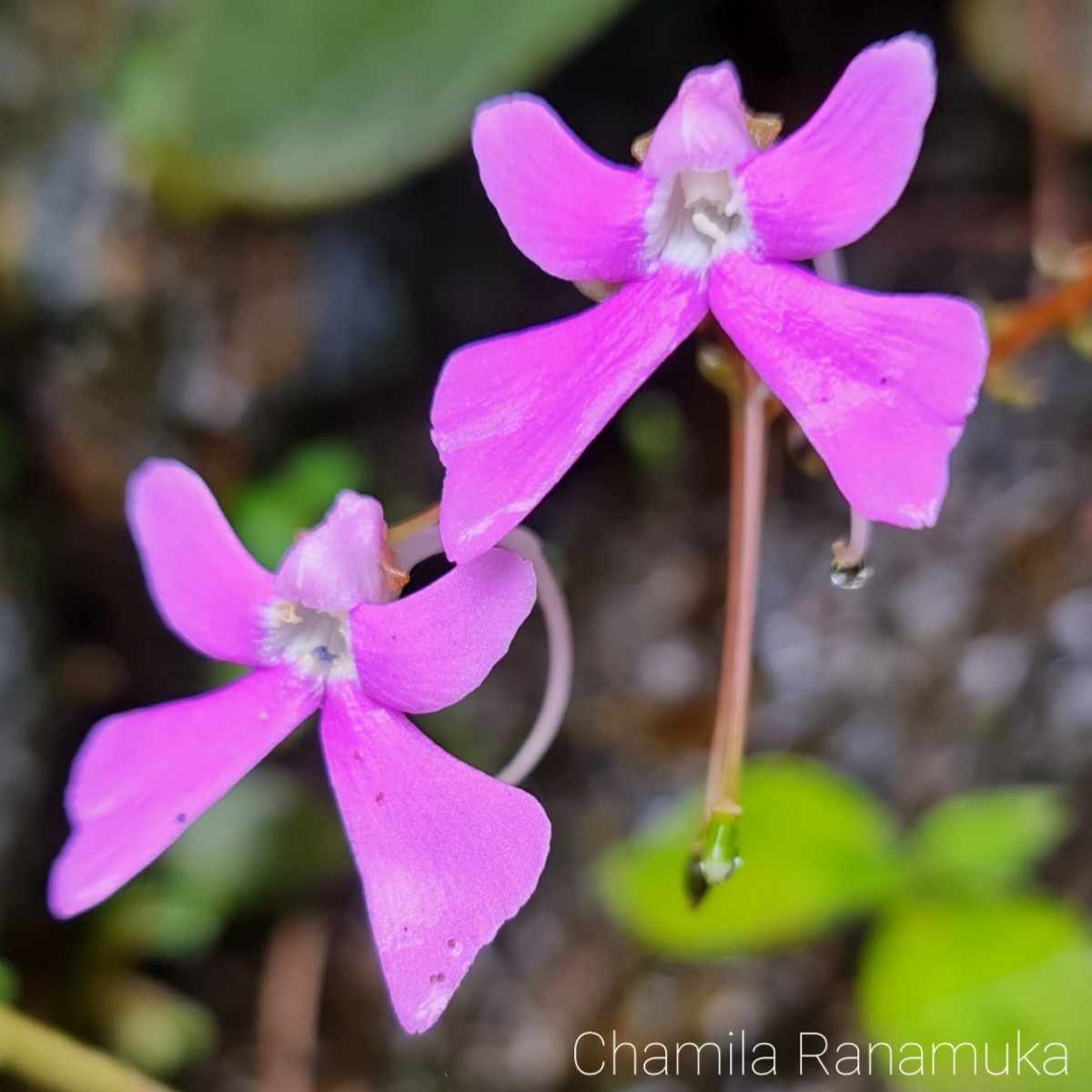 Impatiens acaulis Arn.